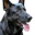 Ad Astra Kennels &amp; Cattery