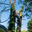 Belmontrees LTD