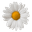 Daisies and Conkers