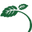 Hitch Mint Leaf