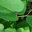 Japanese Knotweed Survey Ltd
