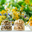 Lily Green Supplements