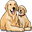 Mega Golden Retriever Puppies