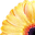 Plymouth Homes Lettings