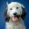 Smart Dog Training