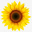 Sunflower Au Pair Agency