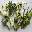 White Brothers Greengrocers Florist &amp; Healthy Food Shop